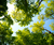Thinking About Planting a Tree?